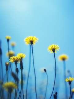 Flowers on blue background wallpaper 240x320