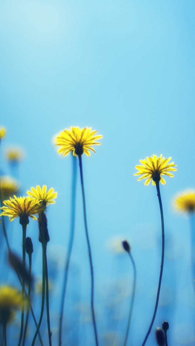 Flowers on blue background wallpaper 640x1136