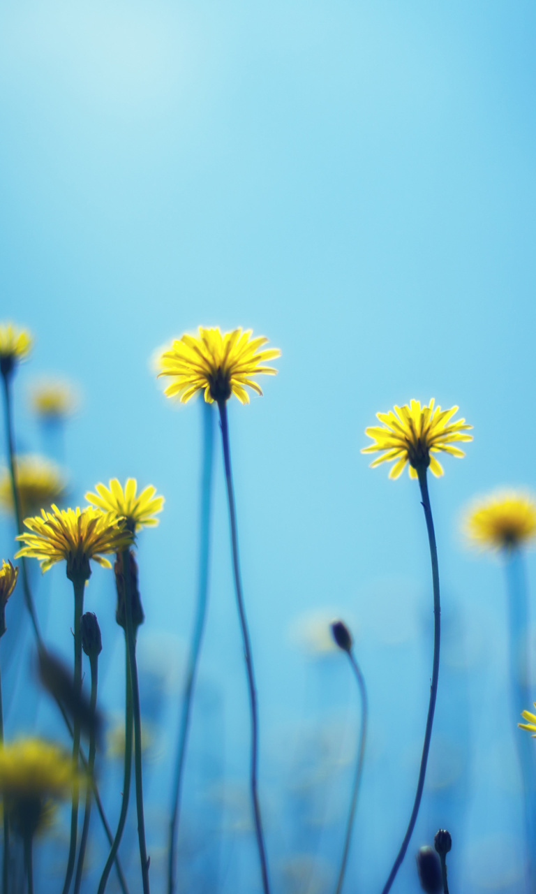 Flowers on blue background wallpaper 768x1280