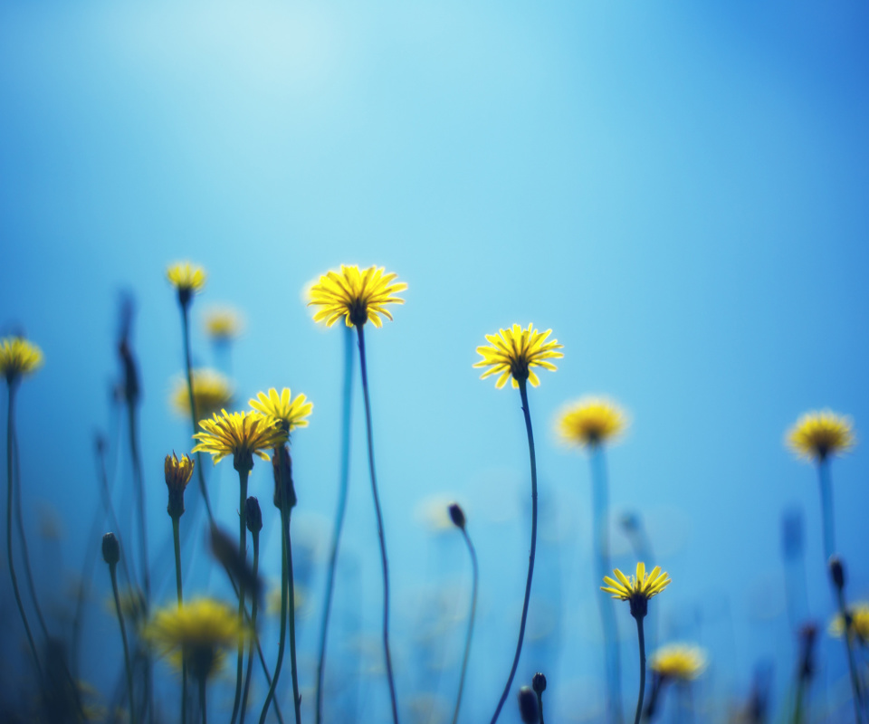 Обои Flowers on blue background 960x800