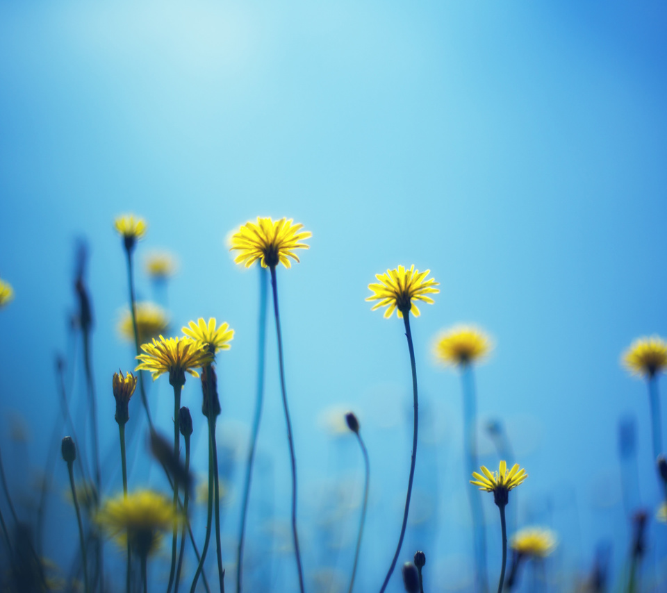 Flowers on blue background wallpaper 960x854