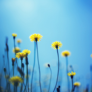 Flowers on blue background papel de parede para celular para iPad Air