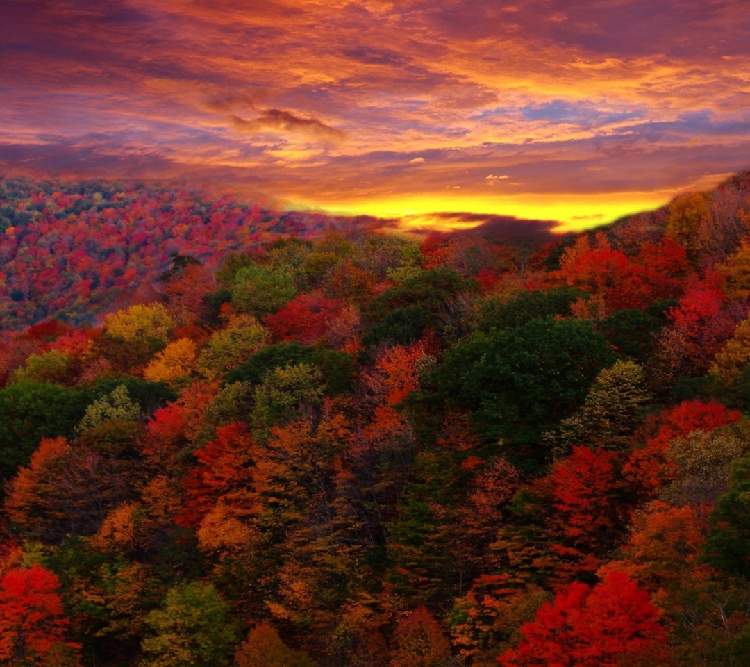Das Autumn Forest At Sunset Wallpaper 1080x960