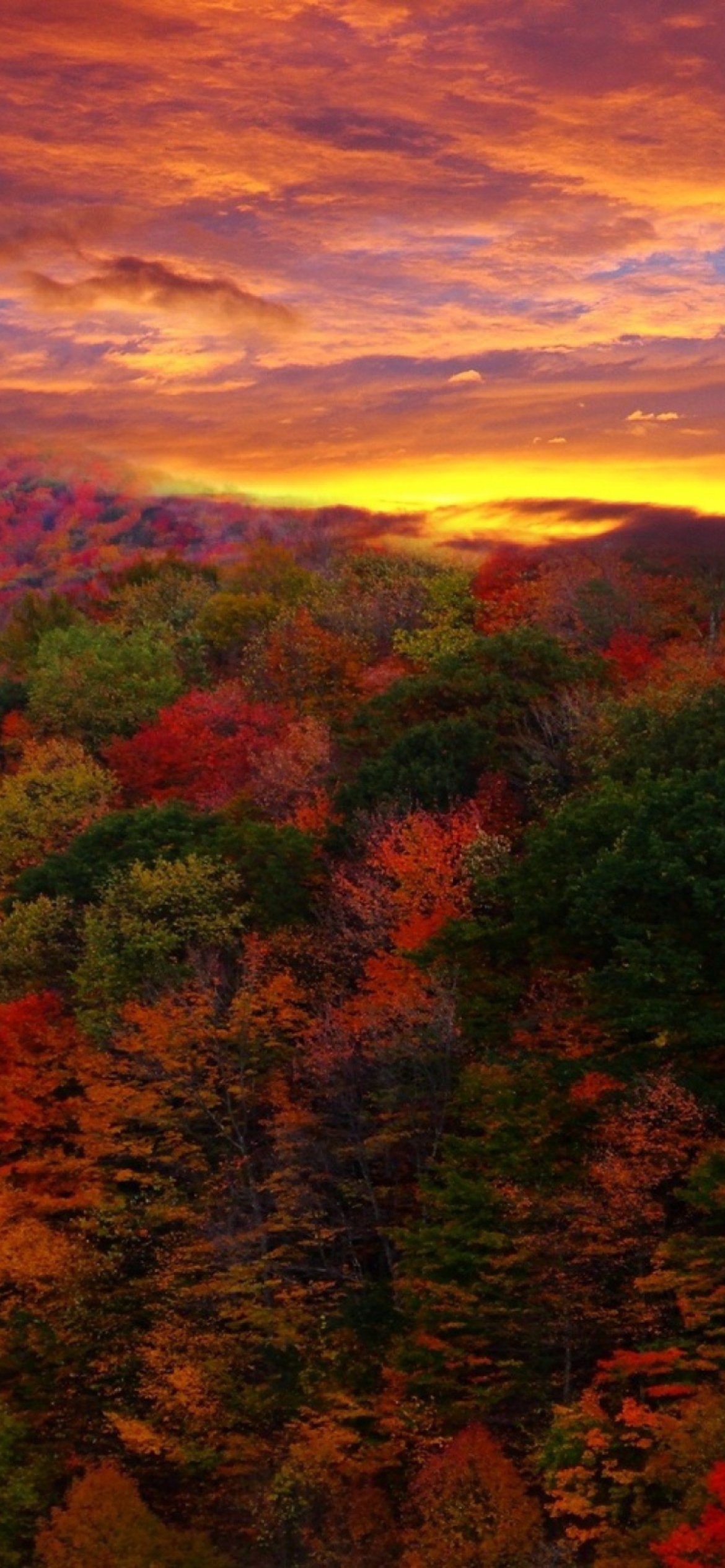 Das Autumn Forest At Sunset Wallpaper 1170x2532