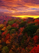 Das Autumn Forest At Sunset Wallpaper 132x176