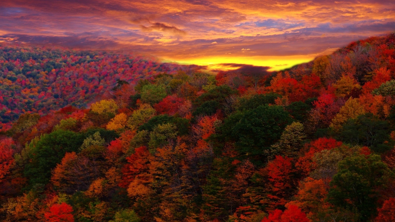 Fondo de pantalla Autumn Forest At Sunset 1366x768