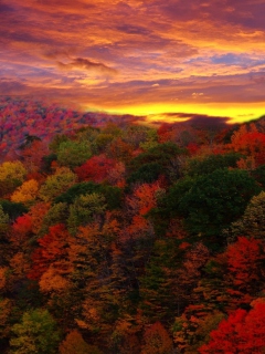Das Autumn Forest At Sunset Wallpaper 240x320