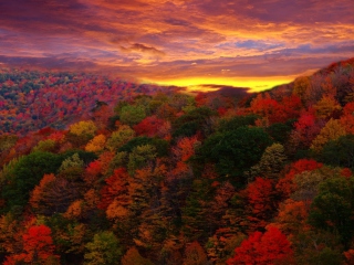 Das Autumn Forest At Sunset Wallpaper 320x240