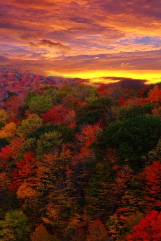 Das Autumn Forest At Sunset Wallpaper 320x480