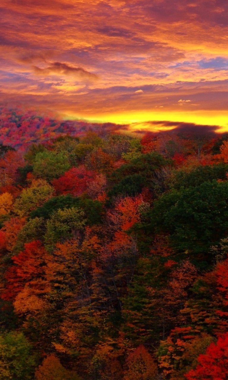 Das Autumn Forest At Sunset Wallpaper 768x1280