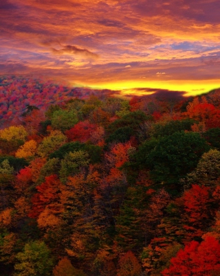 Autumn Forest At Sunset - Fondos de pantalla gratis para 640x960