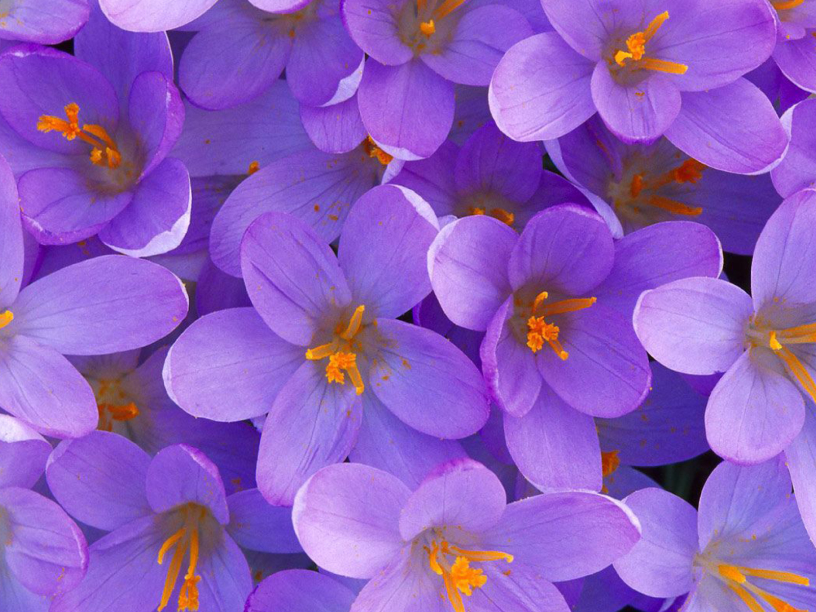 Screenshot №1 pro téma Crocus 1600x1200