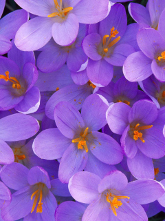 Fondo de pantalla Crocus 240x320