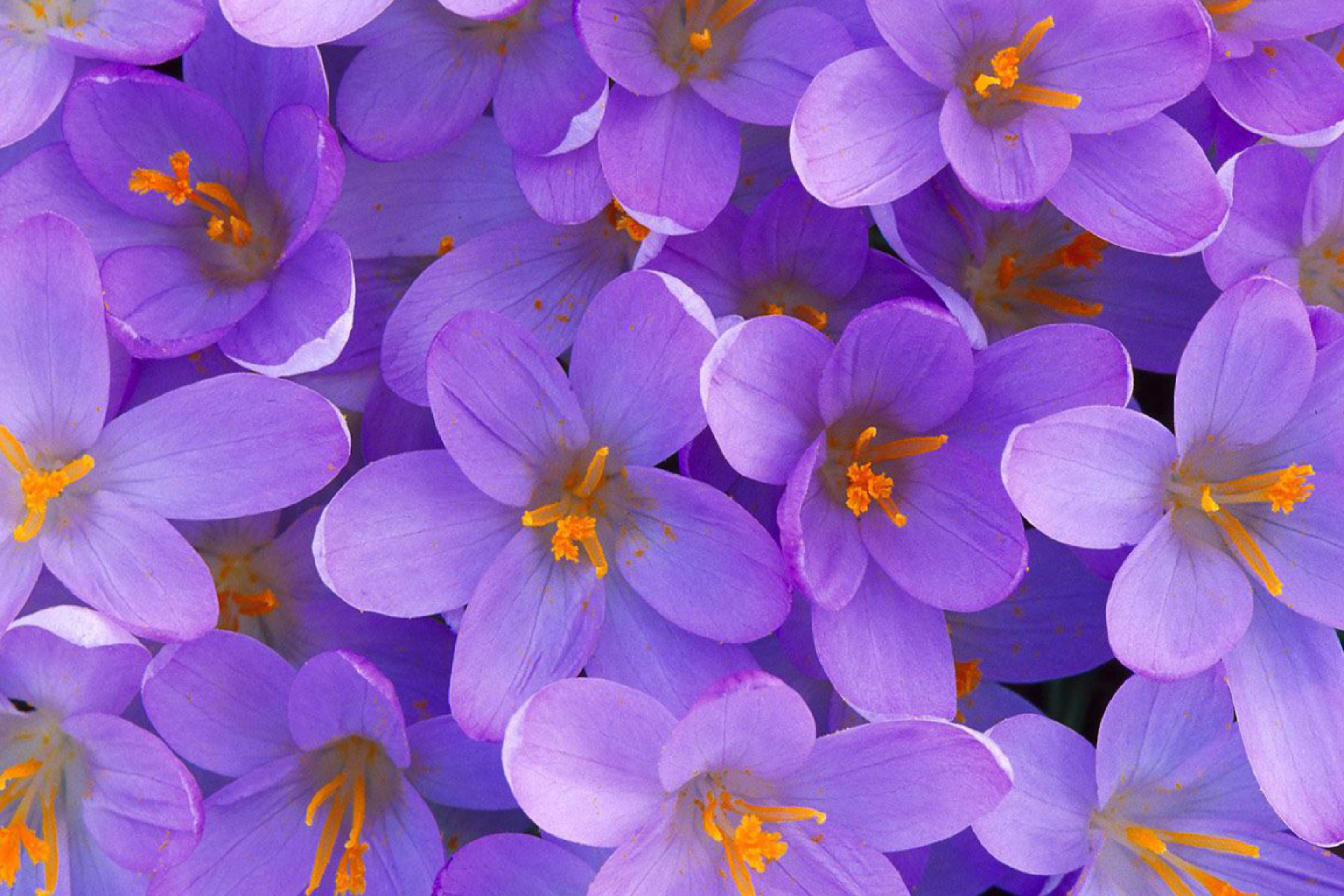 Обои Crocus 2880x1920