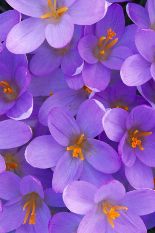 Crocus wallpaper 320x480