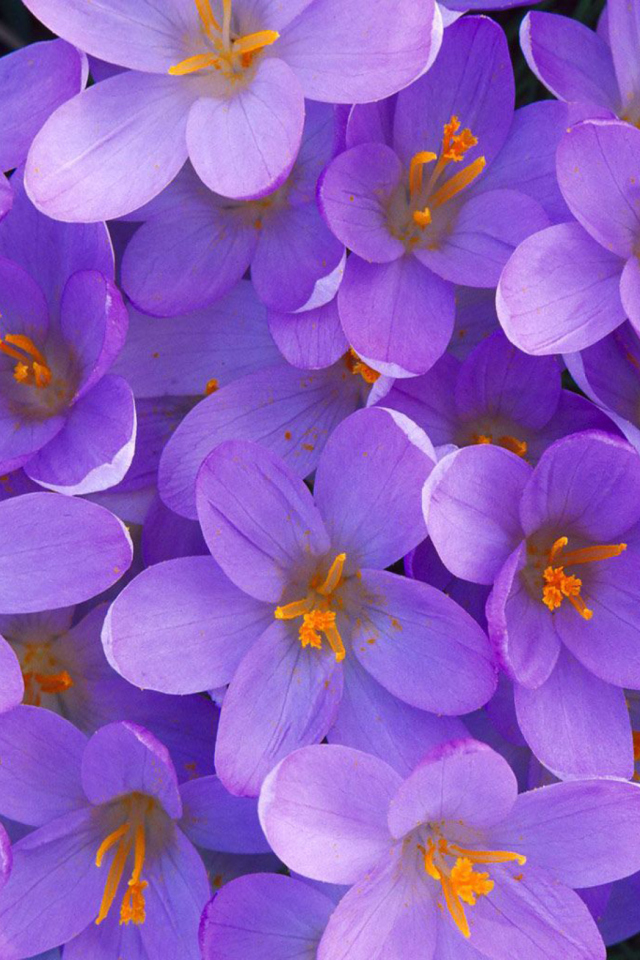 Crocus wallpaper 640x960