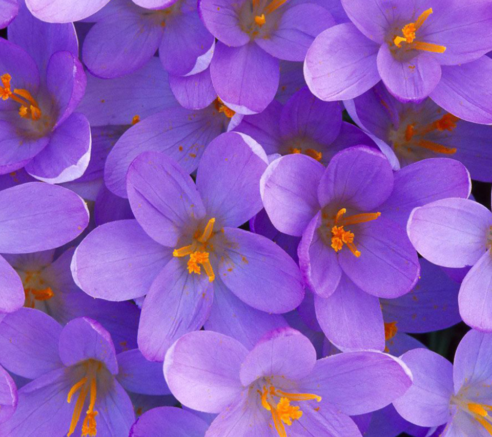 Crocus wallpaper 960x854