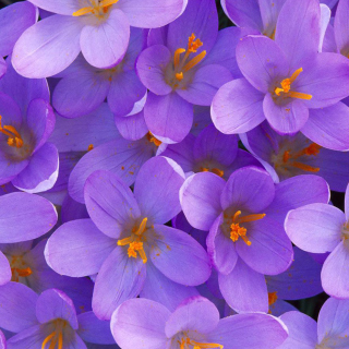 Crocus Wallpaper for iPad