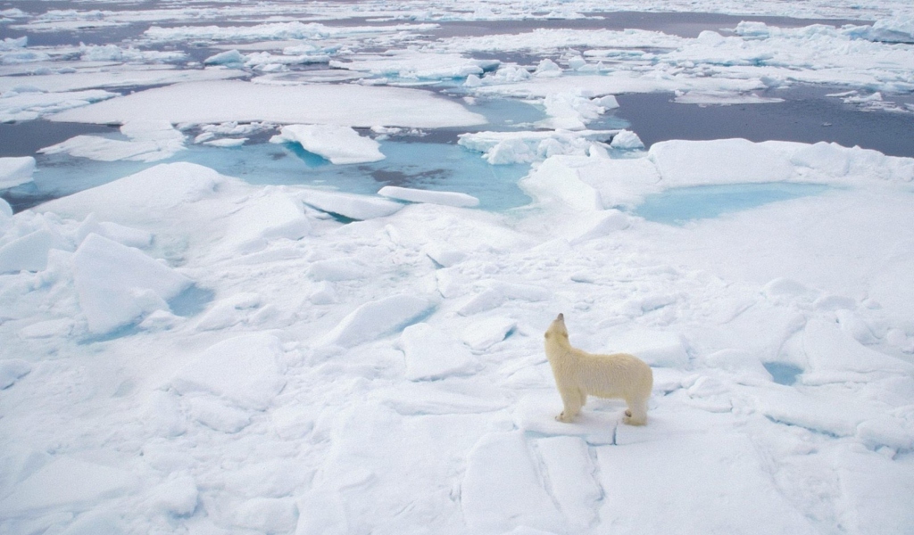 Sfondi Polar Bear On Ice 1024x600