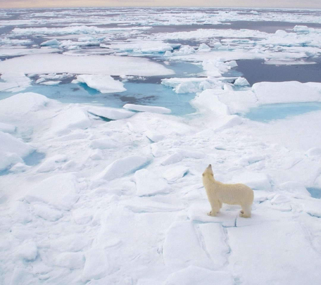 Fondo de pantalla Polar Bear On Ice 1080x960
