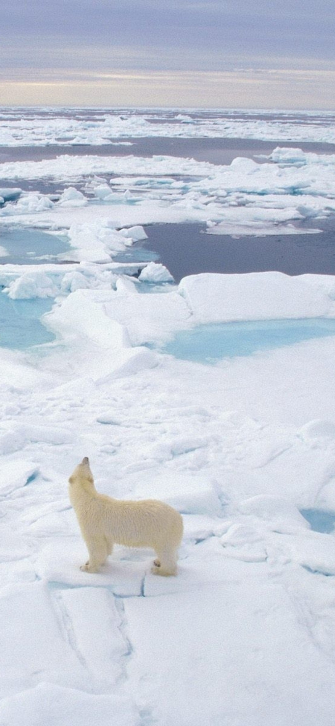 Fondo de pantalla Polar Bear On Ice 1170x2532