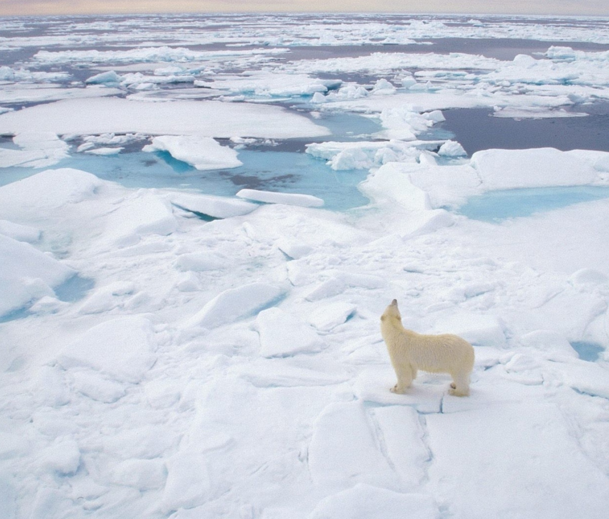 Fondo de pantalla Polar Bear On Ice 1200x1024
