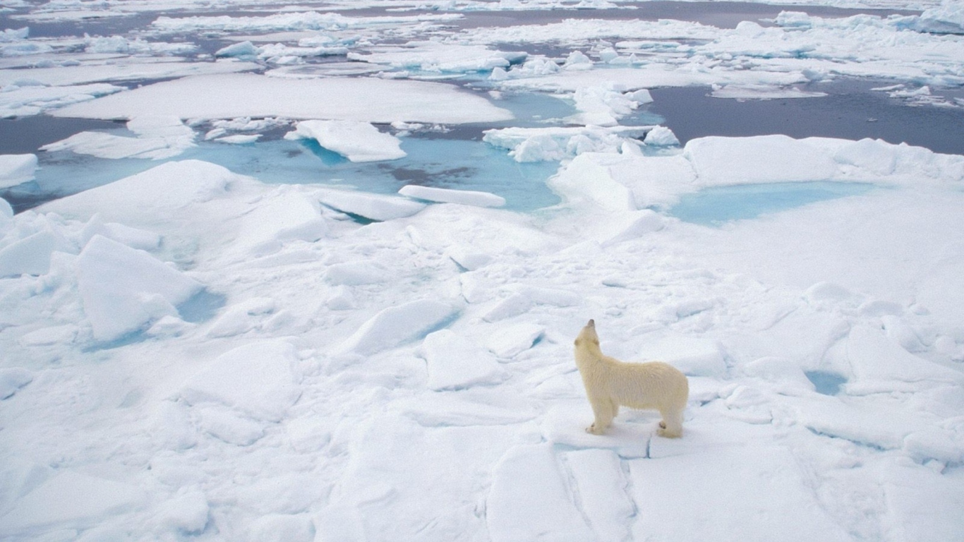 Sfondi Polar Bear On Ice 1366x768