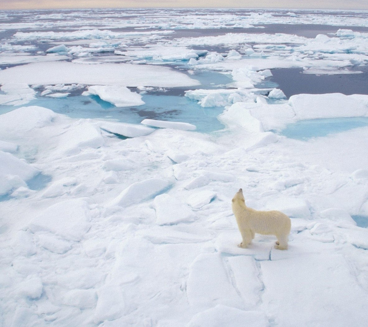 Polar Bear On Ice wallpaper 1440x1280