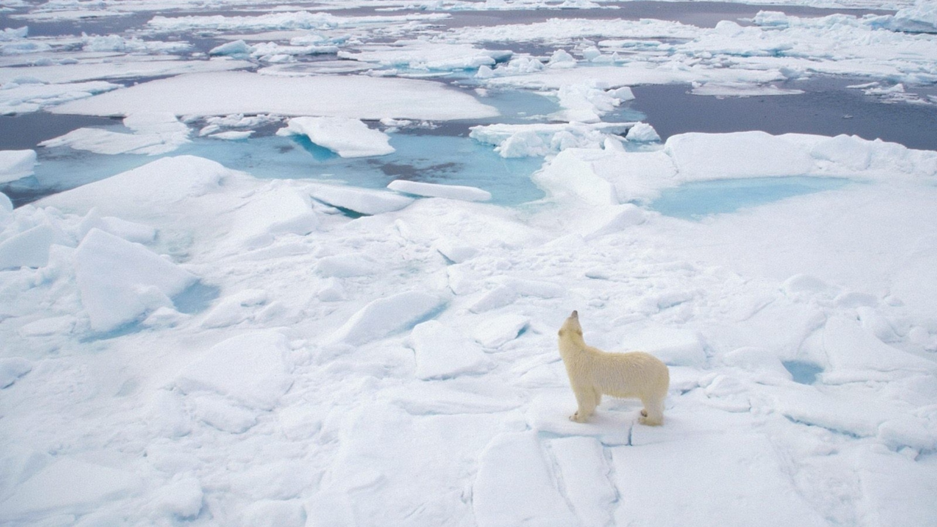Обои Polar Bear On Ice 1920x1080