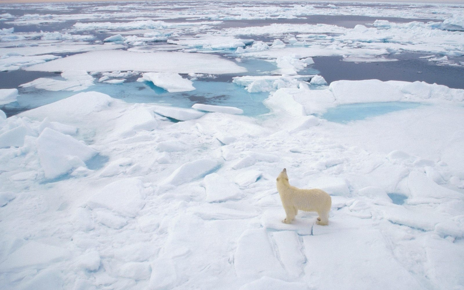 Screenshot №1 pro téma Polar Bear On Ice 1920x1200