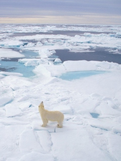 Обои Polar Bear On Ice 240x320