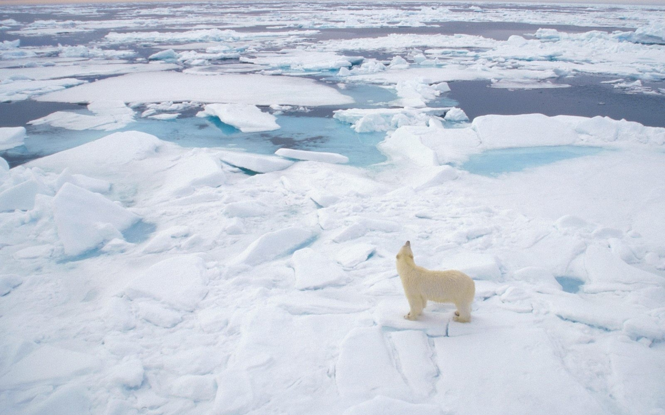 Polar Bear On Ice wallpaper 2560x1600