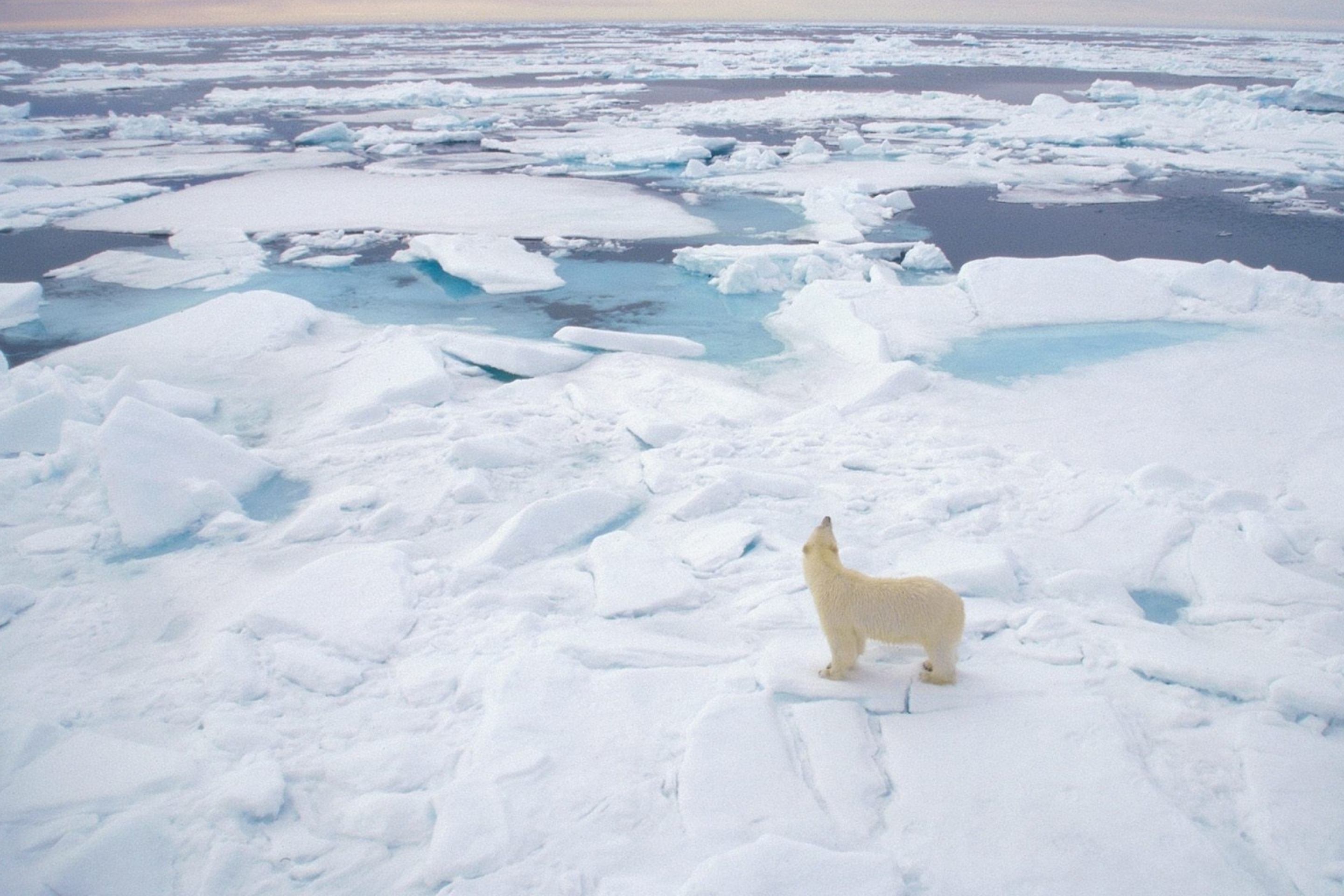 Fondo de pantalla Polar Bear On Ice 2880x1920