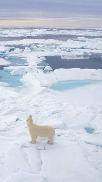 Fondo de pantalla Polar Bear On Ice 360x640