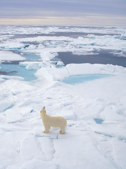 Sfondi Polar Bear On Ice 480x640