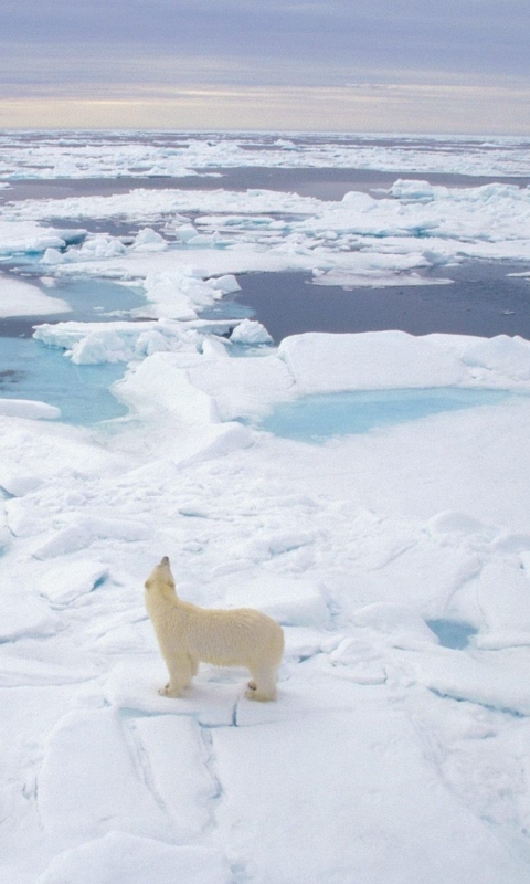 Обои Polar Bear On Ice 480x800