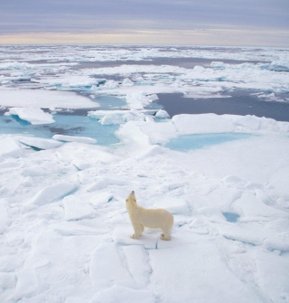 Kostenloses Polar Bear On Ice Wallpaper für iPad mini 2