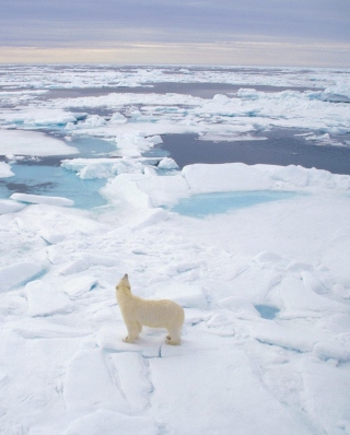 Polar Bear On Ice - Obrázkek zdarma pro Nokia Asha 310