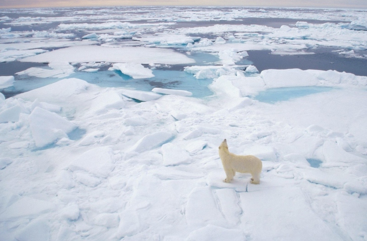 Polar Bear On Ice wallpaper