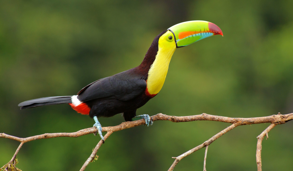 Fondo de pantalla Brazilian Toco toucan 1024x600