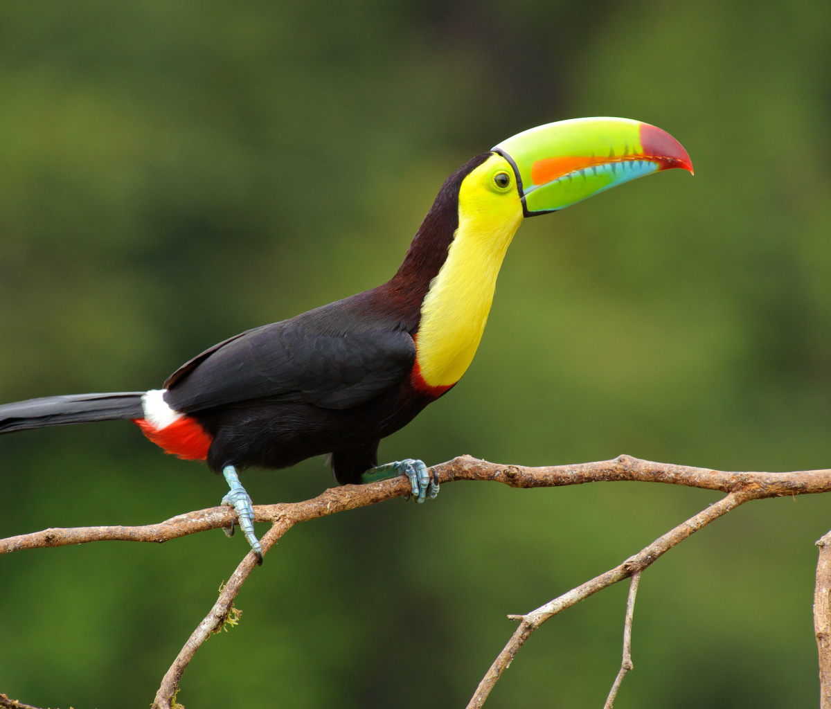 Das Brazilian Toco toucan Wallpaper 1200x1024