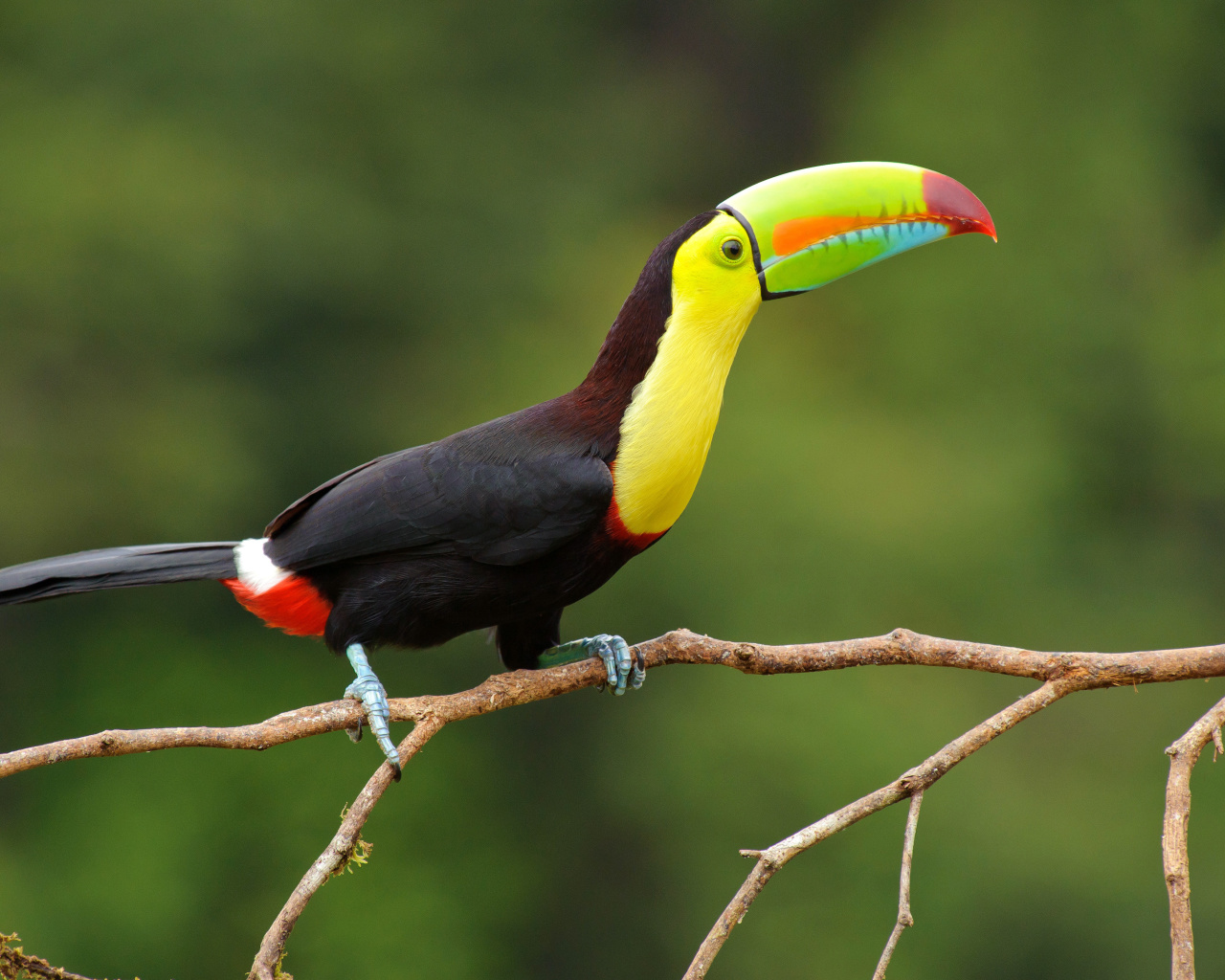 Das Brazilian Toco toucan Wallpaper 1280x1024