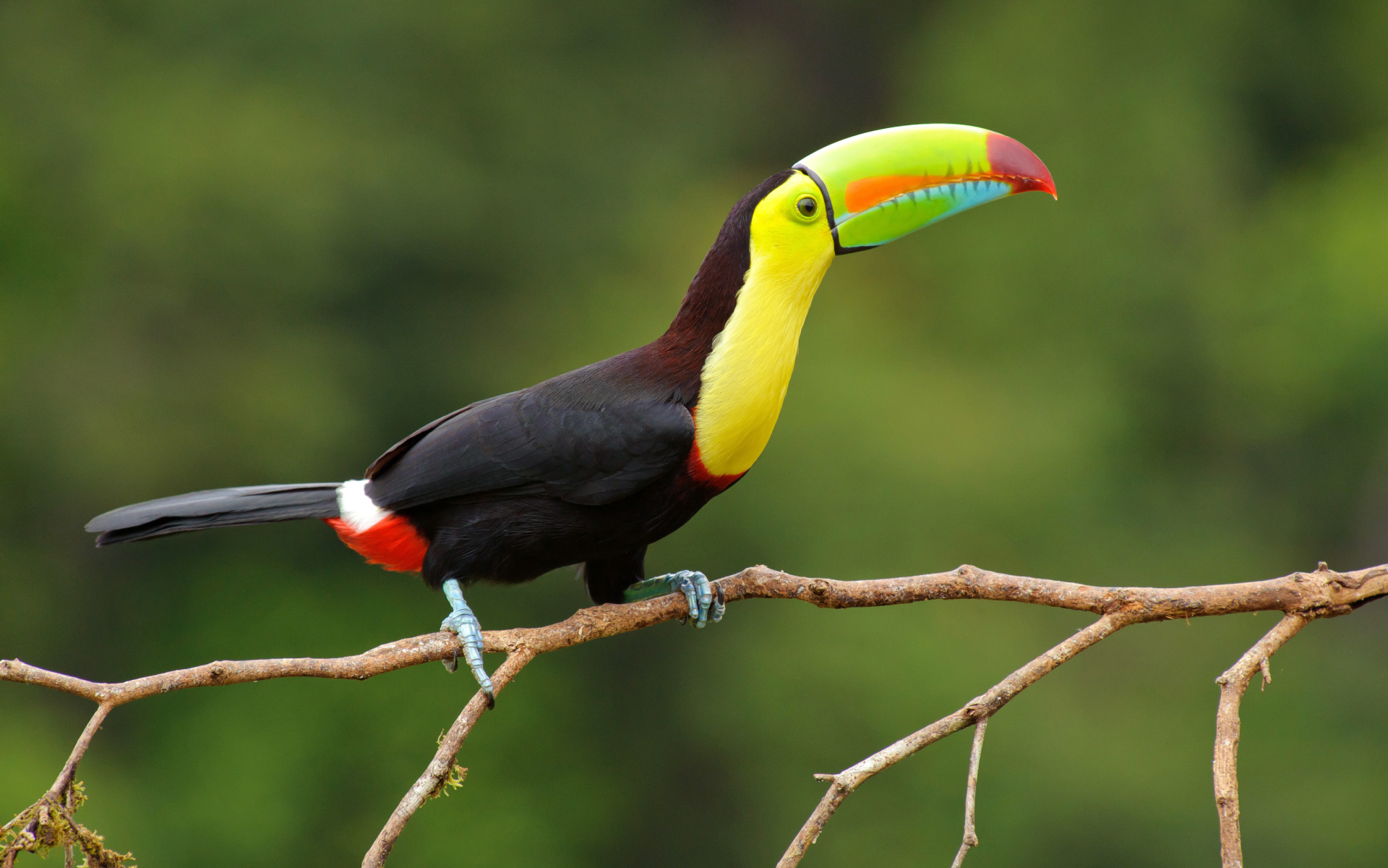 Brazilian Toco toucan wallpaper 1920x1200