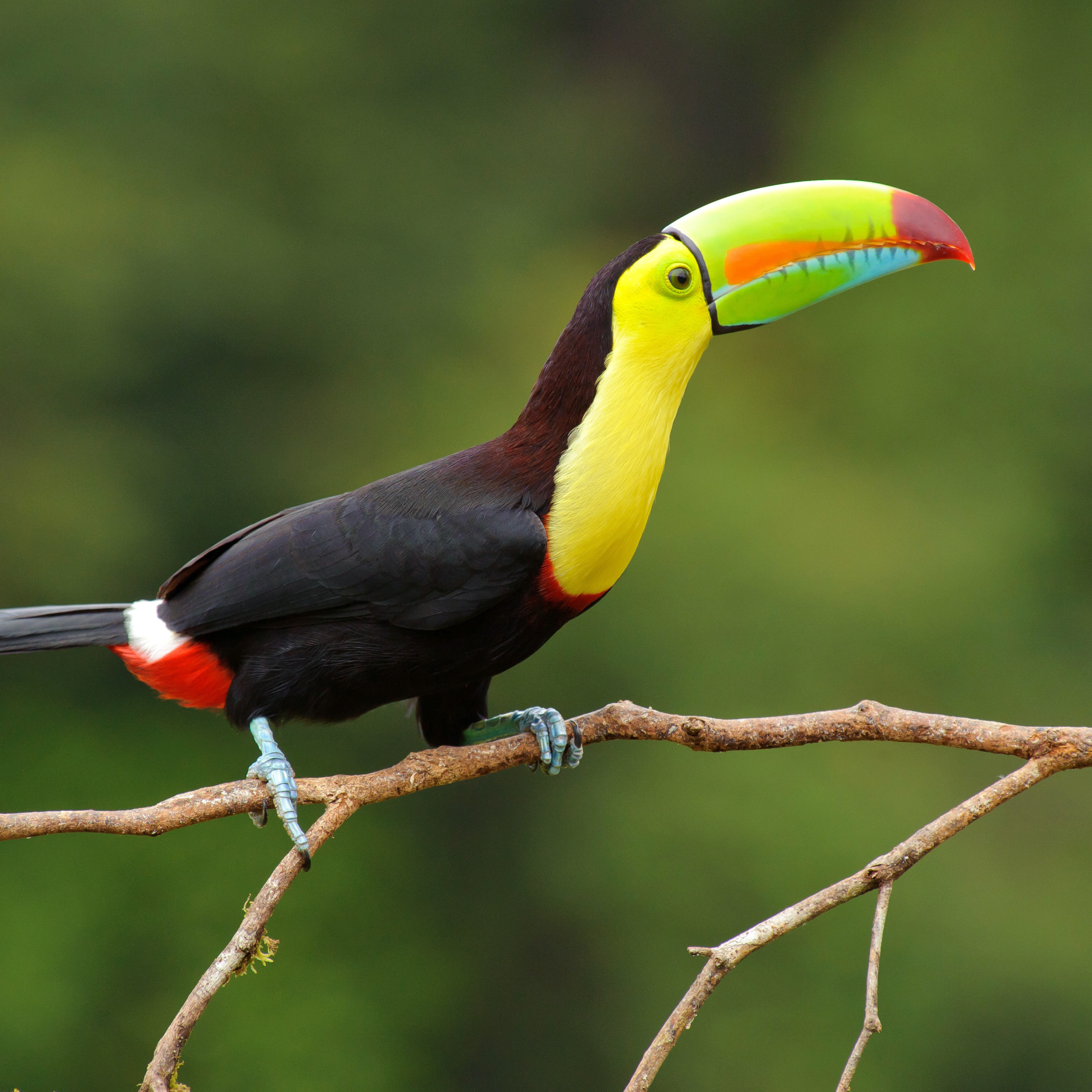 Brazilian Toco toucan wallpaper 2048x2048