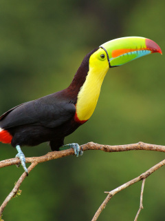 Screenshot №1 pro téma Brazilian Toco toucan 240x320