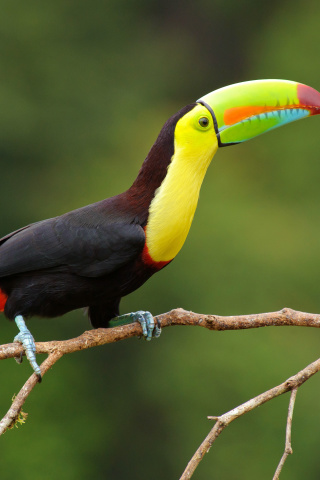 Sfondi Brazilian Toco toucan 320x480