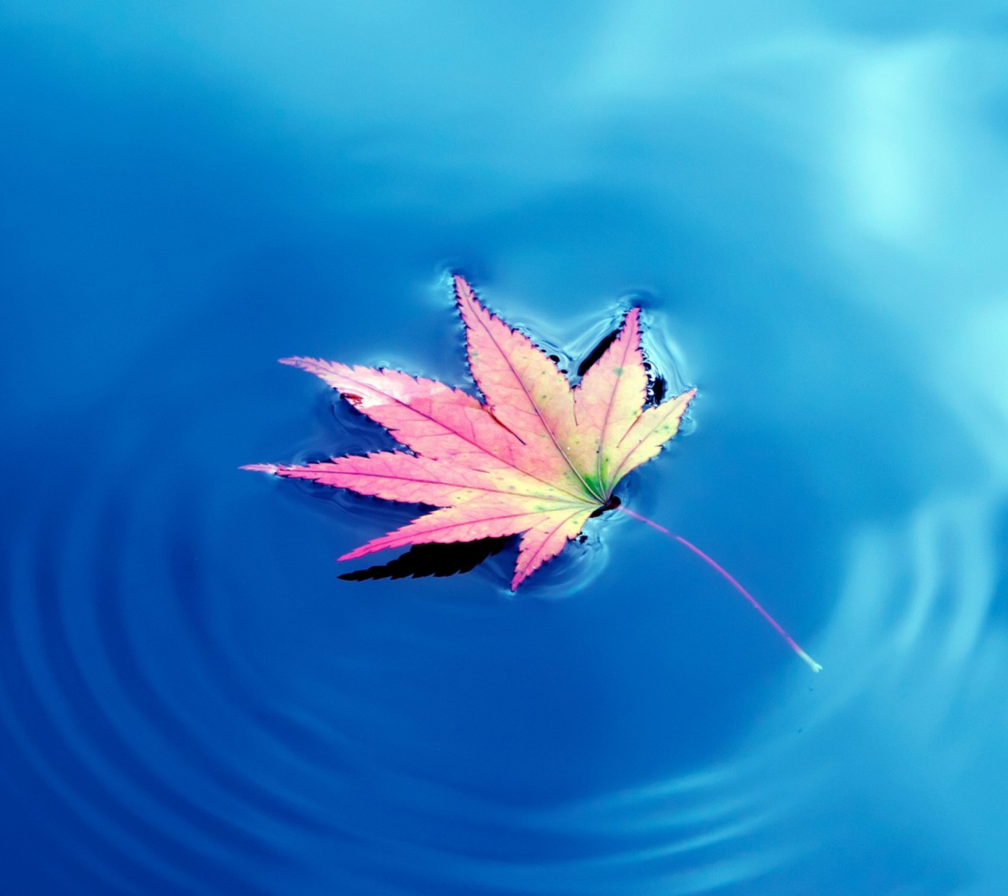 Das Maple Leaf On Ideal Blue Surface Wallpaper 1440x1280