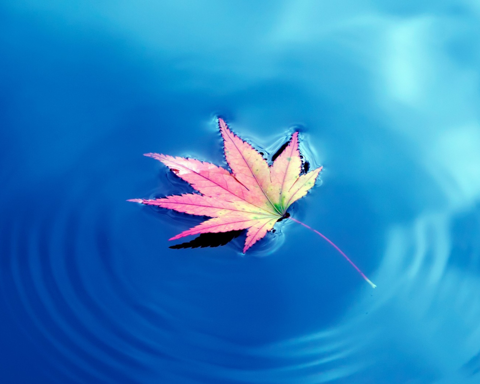 Maple Leaf On Ideal Blue Surface screenshot #1 1600x1280