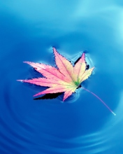 Das Maple Leaf On Ideal Blue Surface Wallpaper 176x220