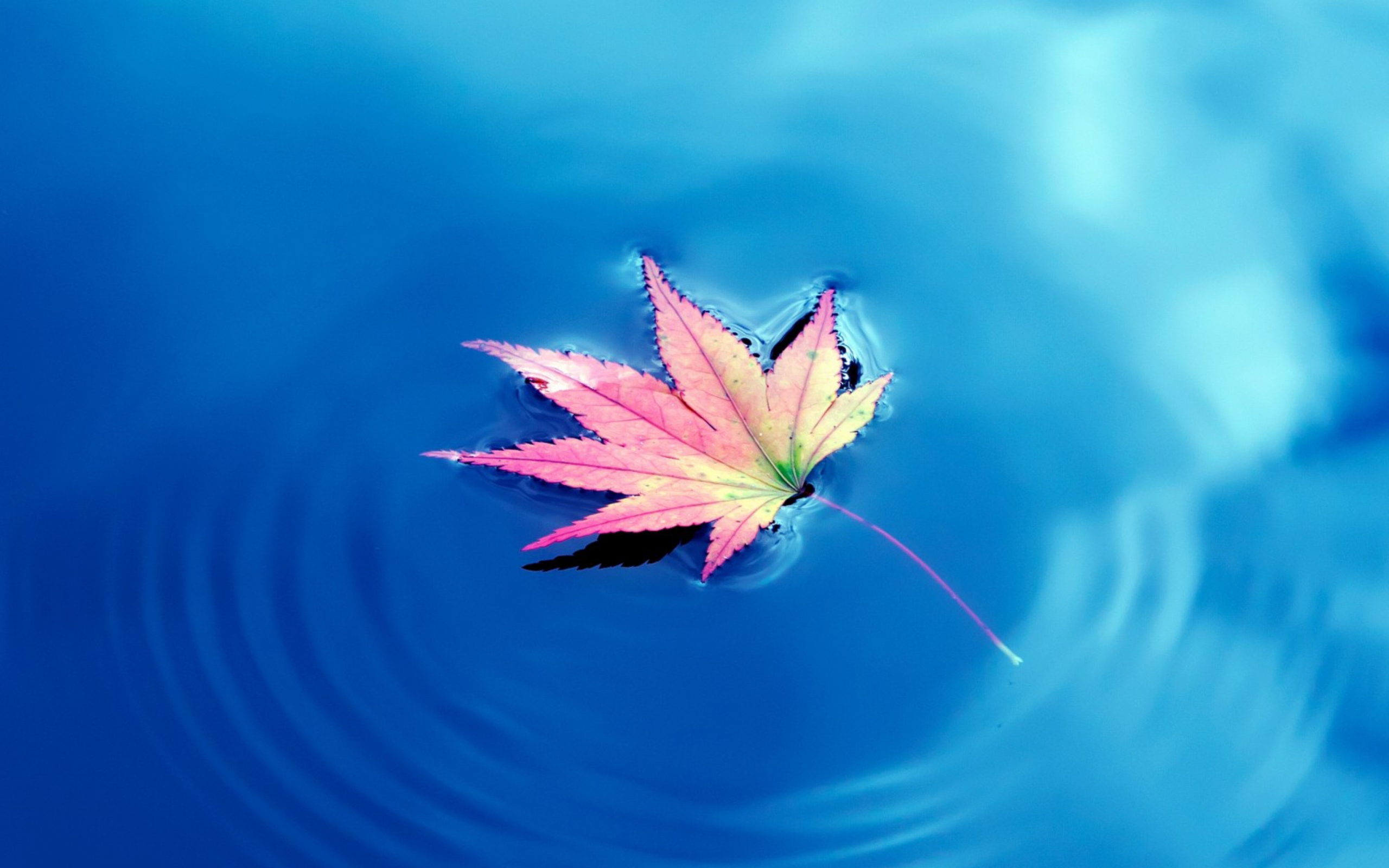 Sfondi Maple Leaf On Ideal Blue Surface 2560x1600